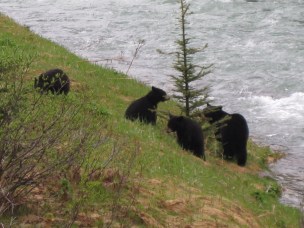 Mama bear and three cubs
