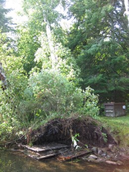 Birches ripped up the lakeshore