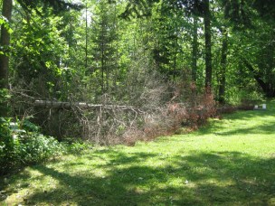 Pine tree down in the yard