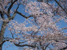 Cherry Blossoms Photo Apr 06, 8 45 51 AM