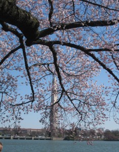 Cherry Blossoms around the Tidal Basin Photo Apr 06, 8 46 10 AM