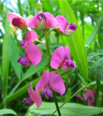 Pink flowers