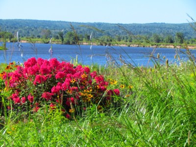 Roadside flowers by the Annapolis River