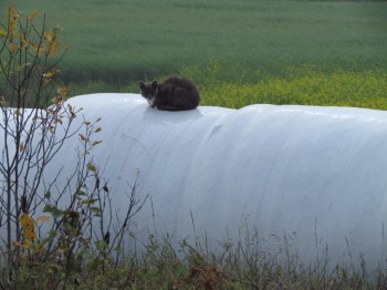 We've seen these shrink-wrapped hay bales everywhere. These attracted a cat!