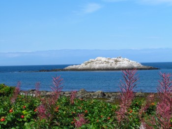 Wildflowers enhance the scenery