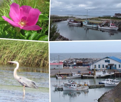 Various views in Gaspésie