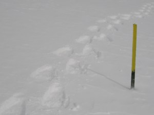 My tracks in the snow IMG_0694 cropped