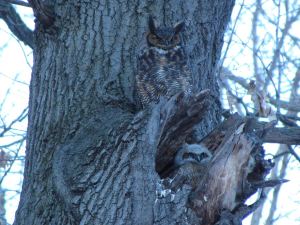 Mrs. Owl and her owlet