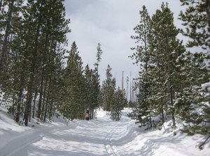 Heading out through the woods