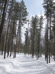 Tall pole pines grace the trails
