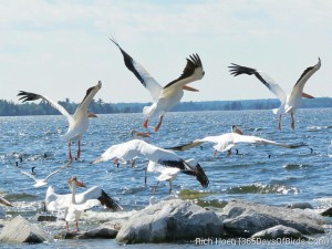 Rainy Lake Pelicans