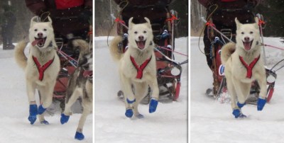 John Beargrease 2015 e