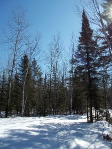 Lester Amity Trails 2