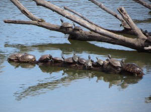 Turtles sunning themselves
