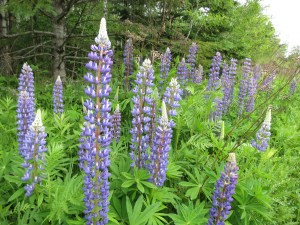 Lupine near the North Shore