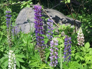 Lupine in our yard