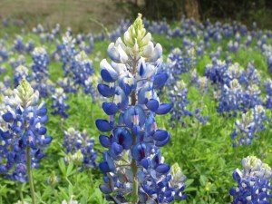 Bluebonnets of Texas