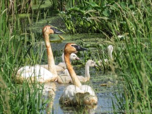 Trumpeter Swans