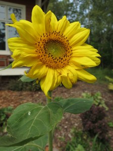 Volunteer Sunflower