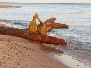 Crisp Point driftwood