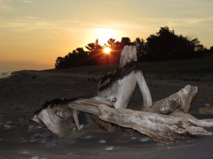 Sunrise and driftwood