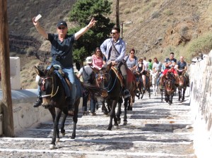 Donkeys on the path to the harbor