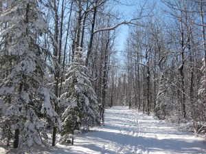 Ungroomed ski trail at Lester-Amity