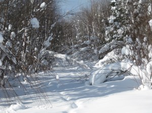 Unnavigable ski trail