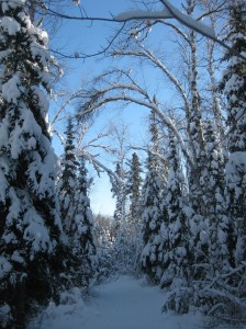 Snowy trail at Bearskin Lodge 1