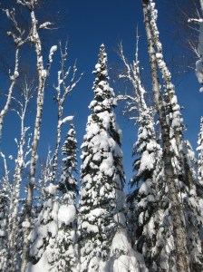 Seuss-like trees on the Bearskin trails