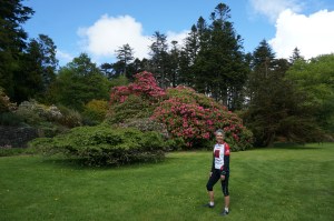 Rhododendrons