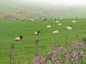 Sheep near Fraserburgh