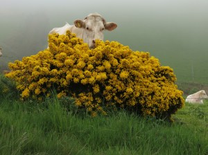 Cow near Fraserburgh