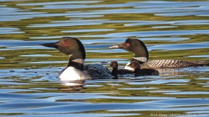 Loon Family