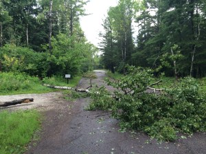 Trees down across driveway