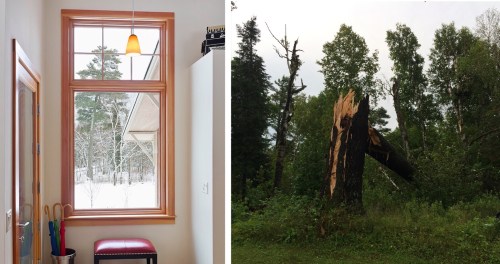 Our favorite pine tree 