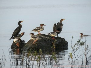 Common Mergansers by Rich Hoeg 