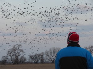 Rich watching sandhill crane migration