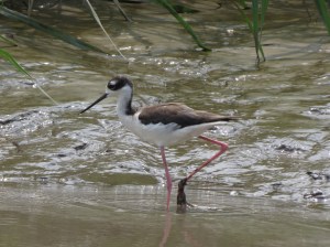 Black necked stick