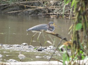 Tricolor Heron