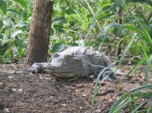 Crocodile on shore