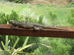 Iguana