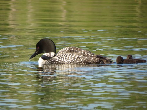 Loons 1