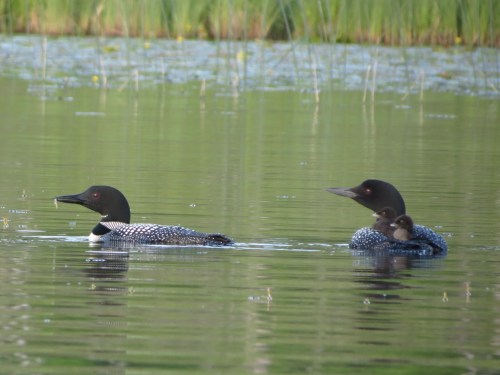 Loons 2
