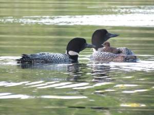 Loons 3