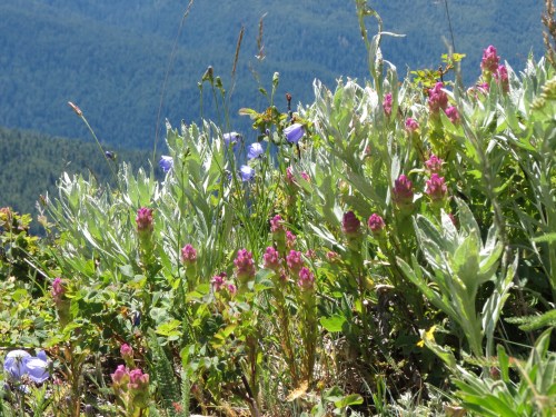 Hurricane Hill wildflowers