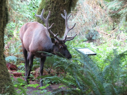 Elk in rain forest