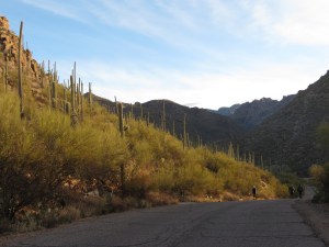 Sabino Canyon sunrise