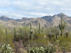 Sabino Canyon 1