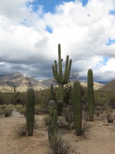 Sabino Canyon 2